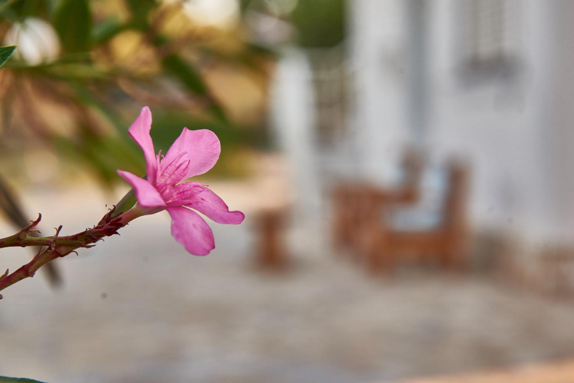 Villa Rania / Zante Drosia Kypseli Exterior foto